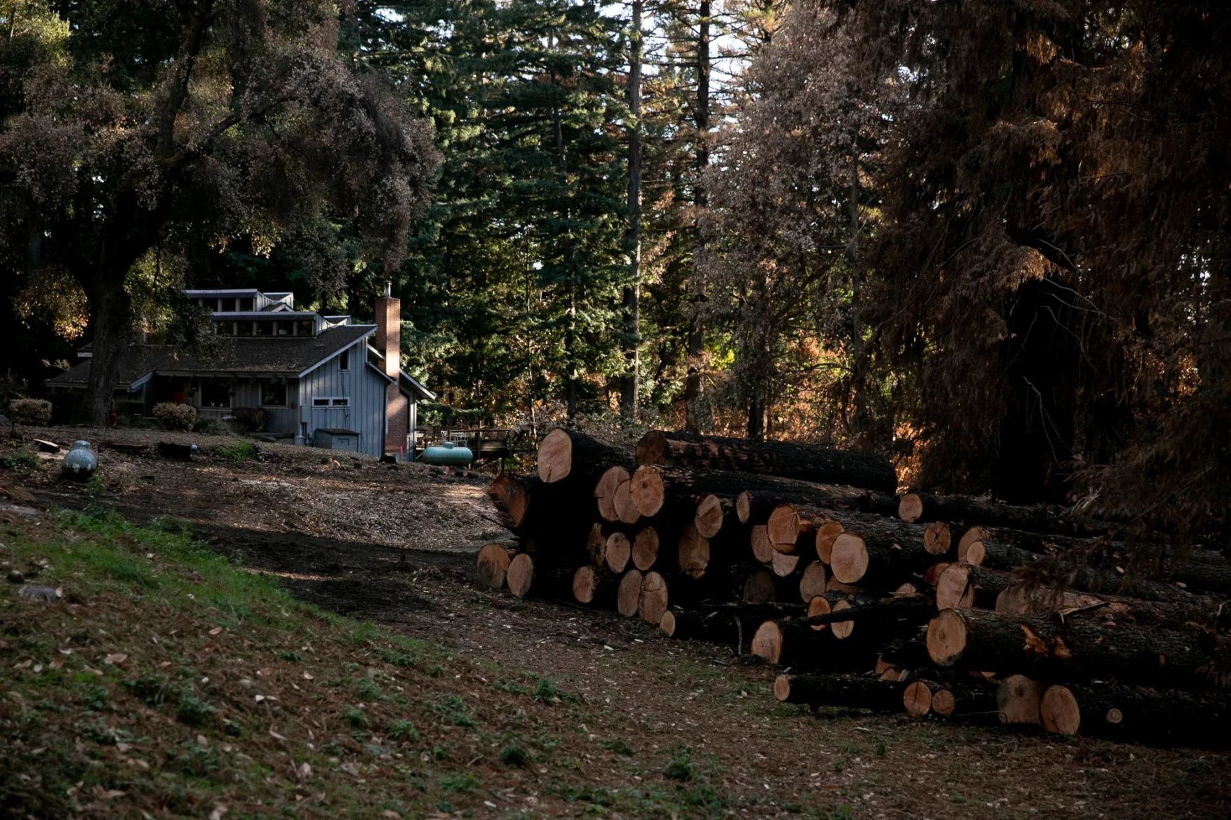 Whack and stack: PG&E’s toppling of trees creates new hazards